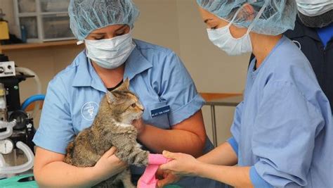 Professional resources for veterinary technicians.